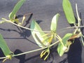 Aristolochia indica Eswara mooli twig