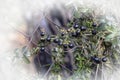 A wild climbing plant with black-lilac berries Royalty Free Stock Photo