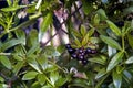 A wild climbing plant with black-lilac berries Royalty Free Stock Photo