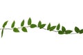 Wild climbing plant isolated on white background, clipping path