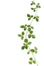 Wild climbing vine, Cayratia trifolia (Linn.) Domin. isolated on