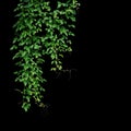 Wild climbing vine, Cayratia trifolia Linn. Domin. liana plant
