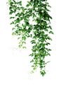 Wild climbing vine, Cayratia trifolia Linn. Domin. liana plant