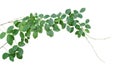 Wild climbing vine, Cayratia trifolia Linn. Domin. on