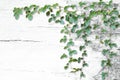 Wild climbing vines on white old wood background Royalty Free Stock Photo