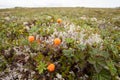 Wild cloudberries Rubus chamaemorus ripe in tundra