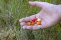 Wild cloudberry berry in hand, human palm