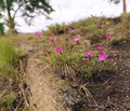 Wild clove growing on a forest cliff