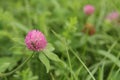 Wild clover in bloom with vibrant green grass and pink clover blossom