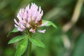 Wild Clover Flowering