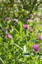 Wild clover flowers for nature and springtime power, Europe flora