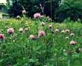 Wild clovers in a field Royalty Free Stock Photo