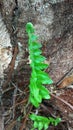 wild clubbed grass growing in the gaps in the wood