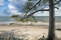 Wild coast on cape Kolka with trees that have fallen after a storm on the shore of the Baltic Sea. Royalty Free Stock Photo