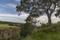 tropical jungle and forest in the wild coast of South Africa Royalty Free Stock Photo