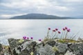 Wild coastal flowers growing on rocks on the shores Royalty Free Stock Photo