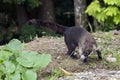 Wild coati Royalty Free Stock Photo