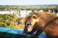 Wild coati nasua at Iguazu Falls Royalty Free Stock Photo