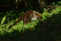 Coatimundi in grass