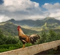 Wild cockerel at Princeville overlook Kauai