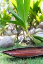 Wild Coconuts on a Background of Leaf with Rain Water Royalty Free Stock Photo