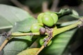 Coffee coffea beans and plant growing, Uganda, Africa