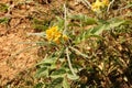 Wild coffee senna plant in Laos