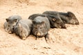 Wild Collared Peccary Pig Family Royalty Free Stock Photo