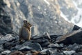 Wild collared pika observing mountain scenery from a rock Royalty Free Stock Photo