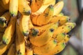 Wild colombian bananas