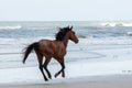 Wild Colonial Spanish Mustangs on the northern Currituck Outer B