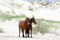 Wild Colonial Spanish Mustangs on the northern Currituck Outer B