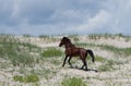 Wild Colonial Spanish Mustangs on the northern Currituck Outer B