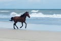 Wild Colonial Spanish Mustangs on the northern Currituck Outer B