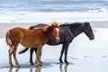 Wild Colonial Spanish Mustangs on the northern Currituck Outer B
