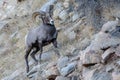 Wild Colorado Rocky Mountain Bighorn Sheep Royalty Free Stock Photo