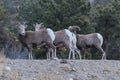 Wild Colorado Rocky Mountain Bighorn Sheep Royalty Free Stock Photo