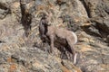 Wild Colorado Rocky Mountain Bighorn Sheep Royalty Free Stock Photo