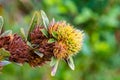 Wild colorful flowering plant macrophotography with smooth blur background