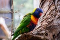 Colored, blue and yellow Macaws of AUstralia