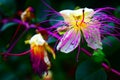 Wild exotic flower found on a hike.