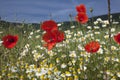 Wild colorfull flower