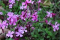 Wild coloured flowers