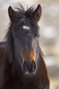 Wild colt foal in Western desert Royalty Free Stock Photo