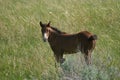 Wild Colt in North Dakota