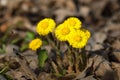 Yellow coltsfoot flowers Tussilago farfara, spring nature background