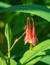 Wild Columbine - Aquilegia Canadensis Royalty Free Stock Photo