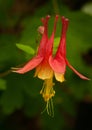 Wild Columbine Royalty Free Stock Photo