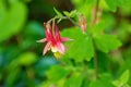 Aquilegia Canadensis -Wild Columbine