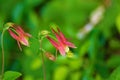 Aquilegia Canadensis - Wild Columbine